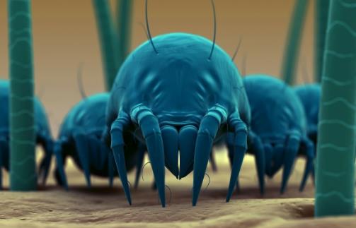 螨蟲(chóng)對(duì)床上的危害最大 去除螨蟲(chóng)的小方法