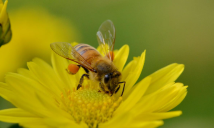 被蜂蟄了喝酒有危險(xiǎn)嗎