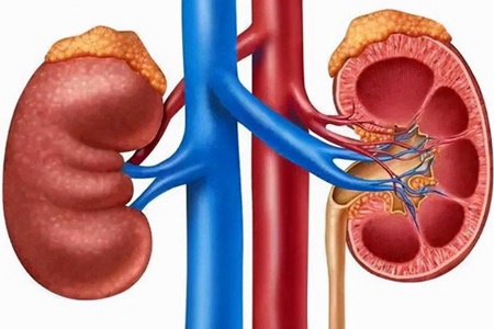 尿毒癥是怎么引起的原因有哪些 4個(gè)腎臟求救信號要注意