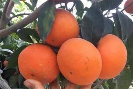 沃柑的功效與作用，吃它是降火還是上火