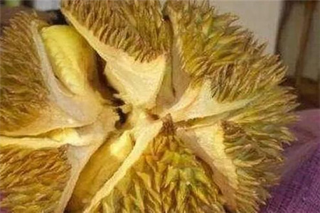 女人吃榴蓮注意事項(xiàng)，建議每天不要超過200克