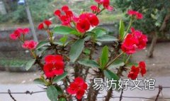 花草怎么養(yǎng)殖方法 怎么養(yǎng)植物花草