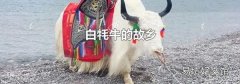 白牦牛的故鄉(xiāng)