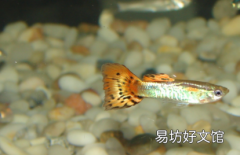 魚(yú)老是跳缸是什么原因 如何防止魚(yú)跳缸